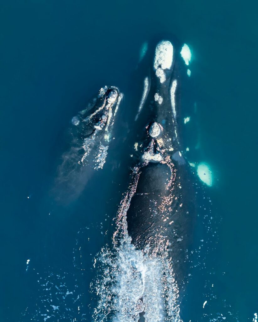 Ballena franca y su cría avistadas en Concón. Créditos Benja Valenzuela Wallis