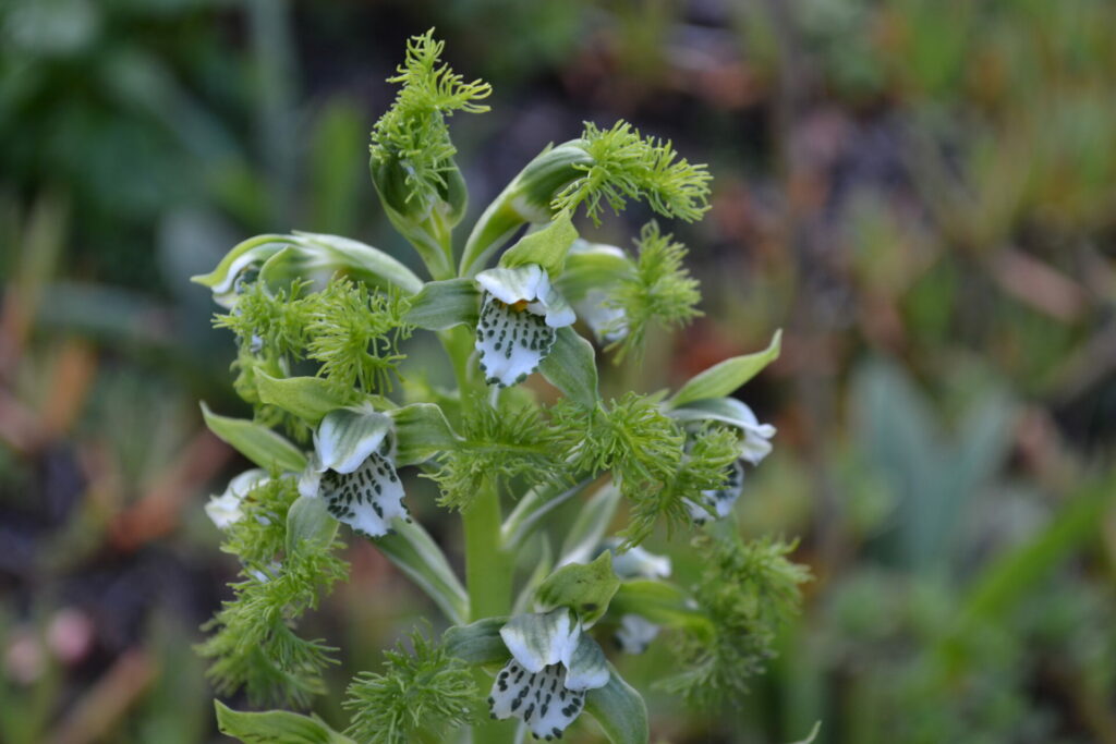 Bipinnula fimbriata (flor del bigote). Créditos: Cristian Atala.