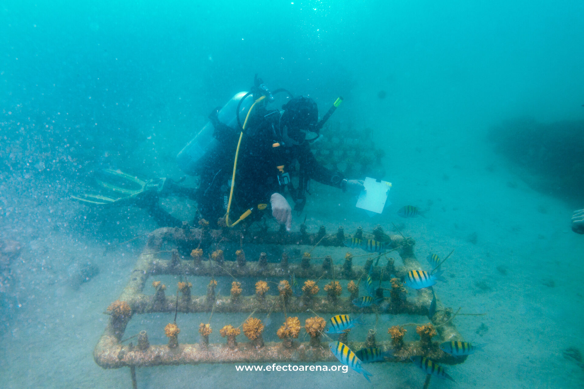 Jardinería de coral: los viveros que florecen bajo el mar en México