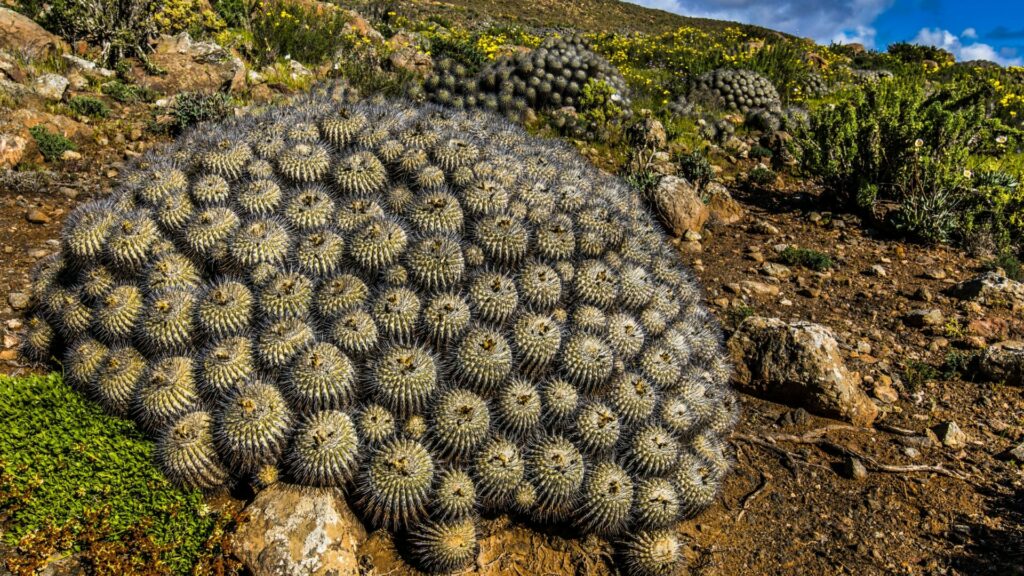 Cactus del género Copiapoa. Créditos: Abriendomundo.