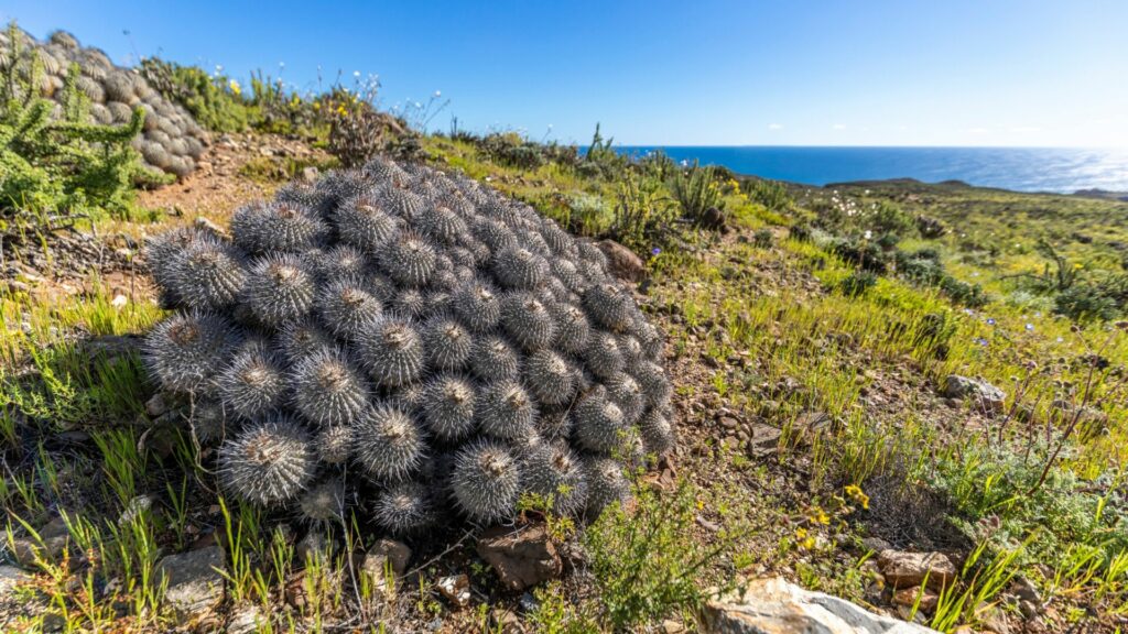 Cactus del género Copiapoa. Créditos: Abriendomundo.