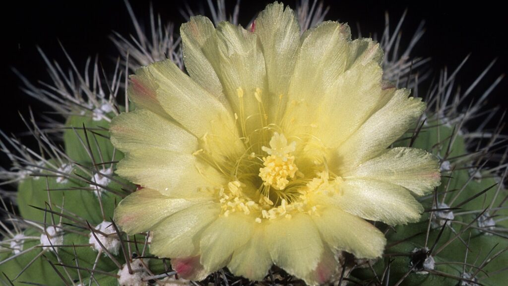 Copiapoa cinerascens. Créditos: Michel Viard.