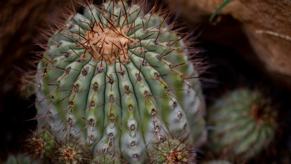 Copiapoa cinerea. Créditos: bgstock72.