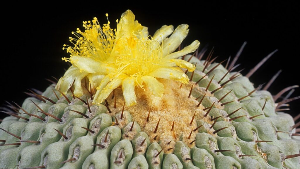 Copiapoa cinerea. Créditos: Michel Viard.