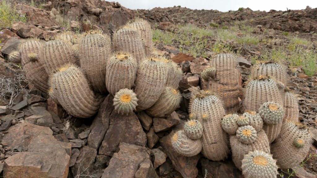 Copiapoa cinerea subsp. cinerea. Créditos: Michel Viard.