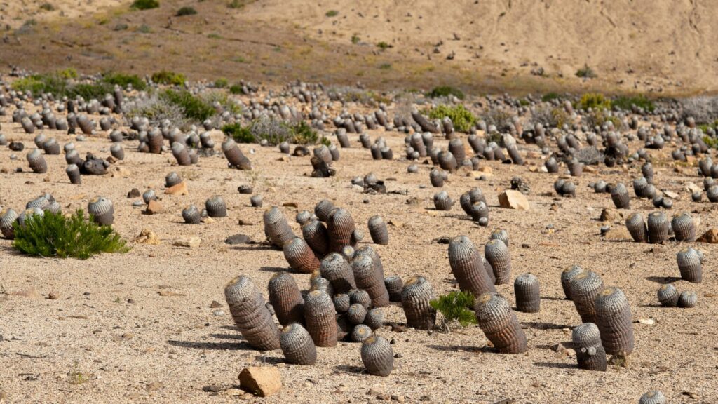 Copiapoa cinerea subsp. columna alba. Créditos: Michel Viard.