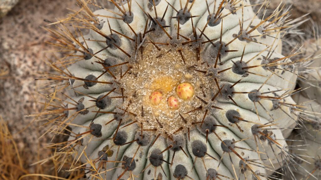 Copiapoa cinerea subsp. haseltoniana. Créditos: Michel Viard.