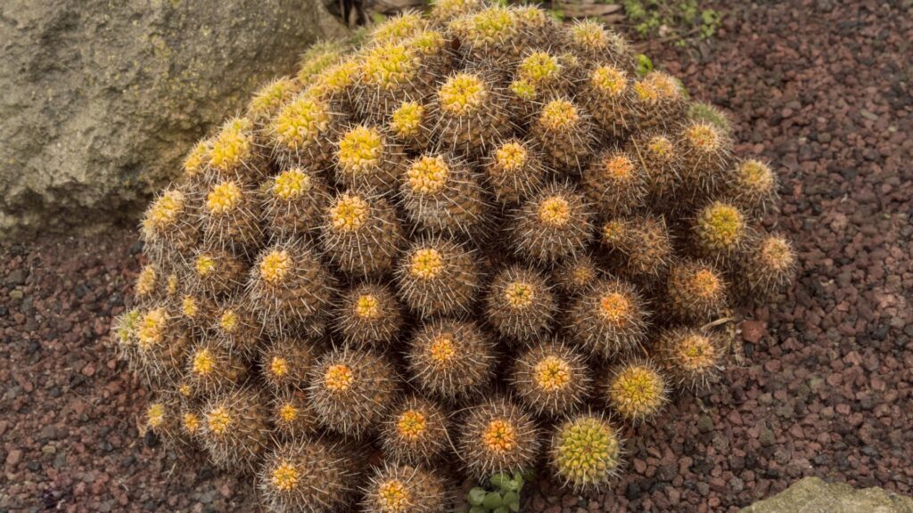 Copiapoa dealbata. Créditos: Nataliavo.