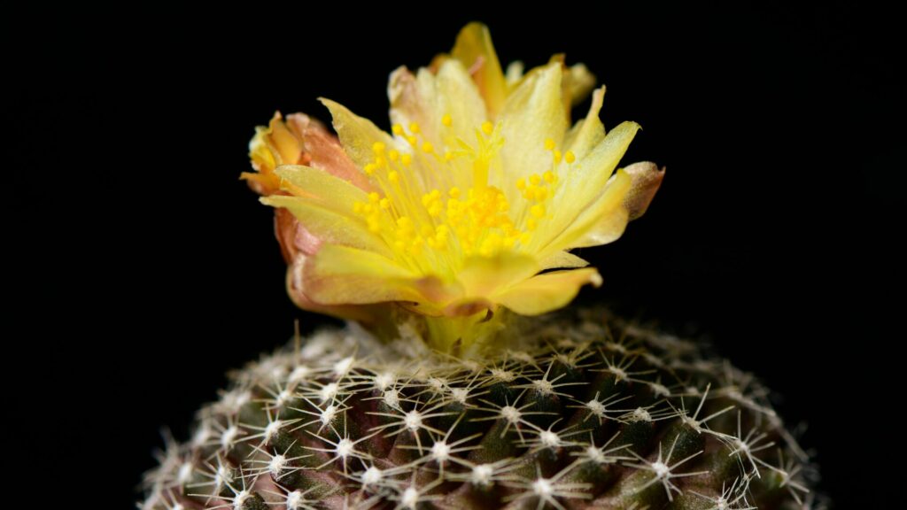 Copiapoa hypogaea. Créditos: Areeya.