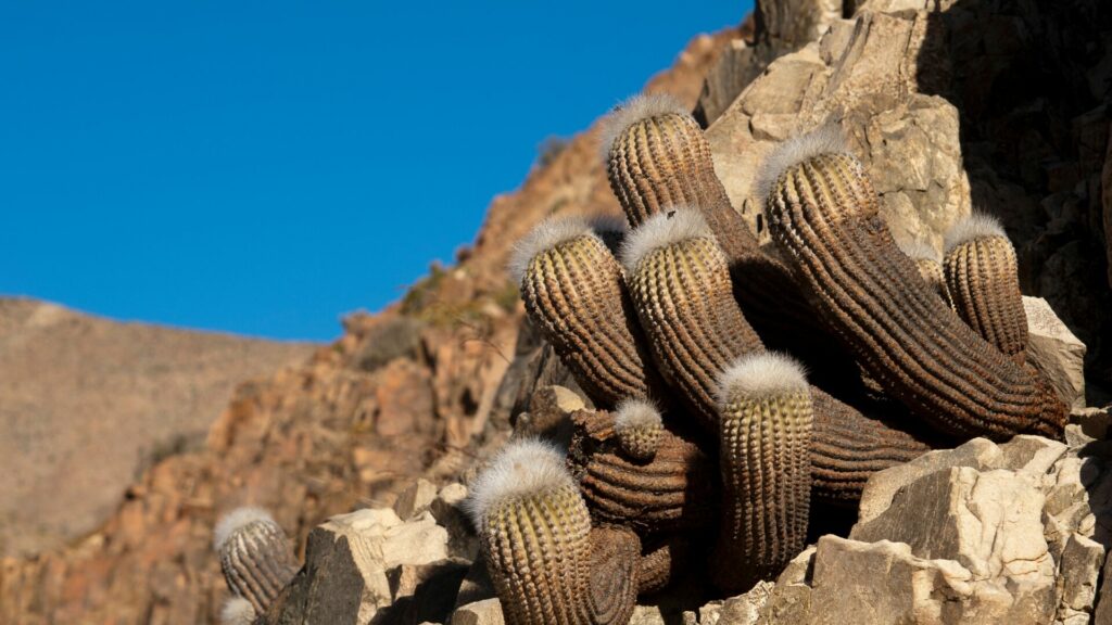 Copiapoa krainziana. Créditos: Michel Viard.