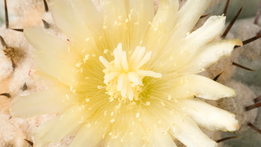 Copiapoa lembckei. Créditos: Michel Viard.