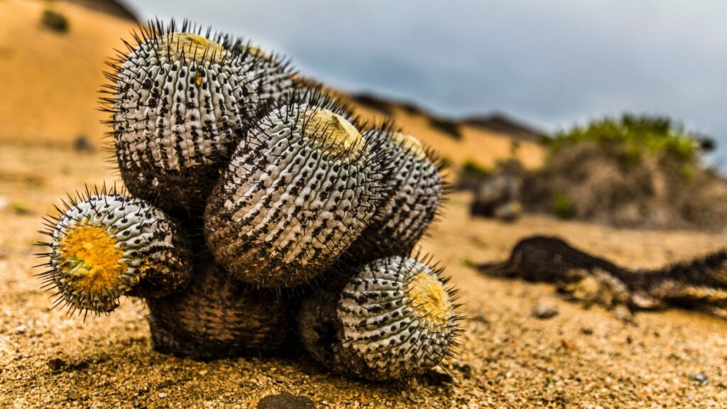 Cactus del género Copiapoa. Créditos:Abriendomundo..