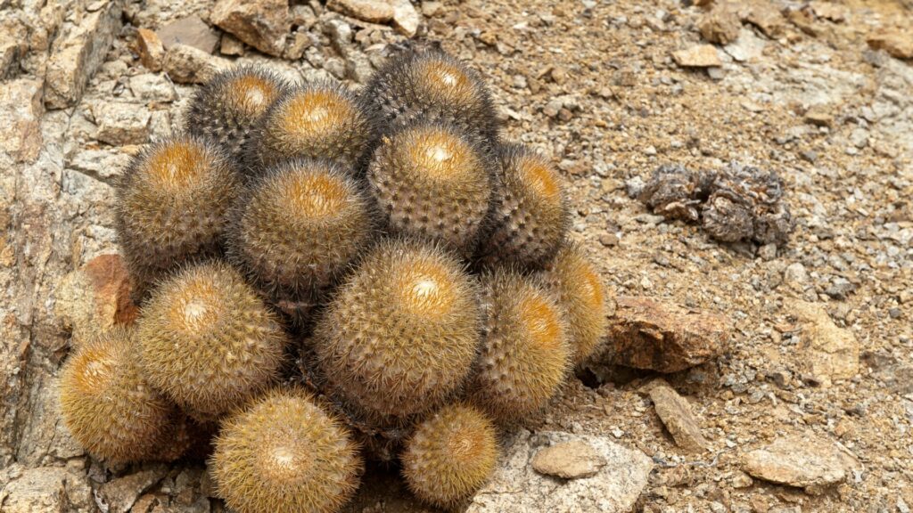 Copiapoa serpentisulcata. Créditos: Michel Viard.