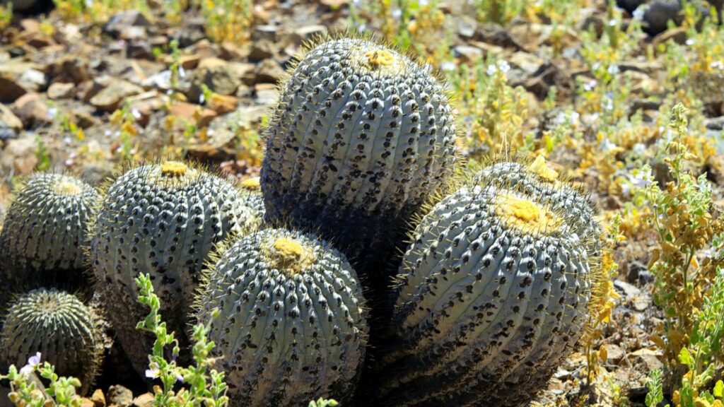 Copiapoa tenebrosa. Créditos: Ralf Liebhold.