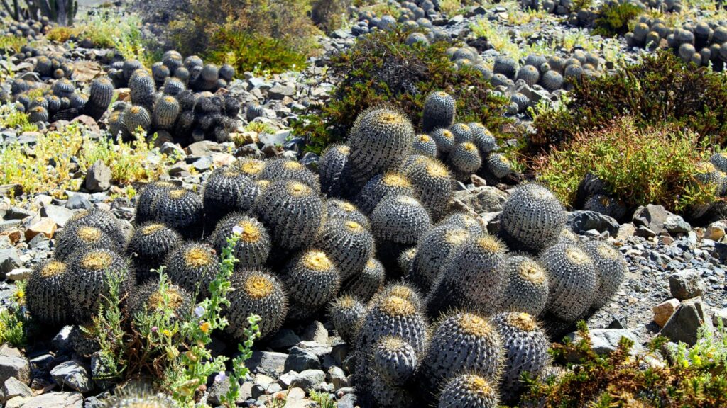 Copiapoa tenebrosa. Créditos: Ralf Liebhold.