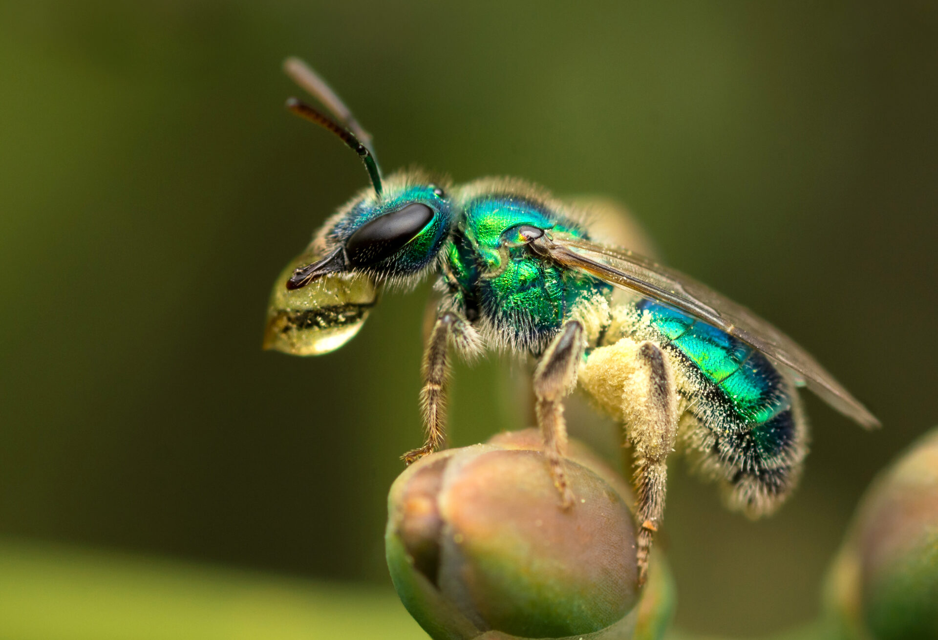 Exposición: Abejas Silvestres de Chile, eje central de la flora de nuestro país 