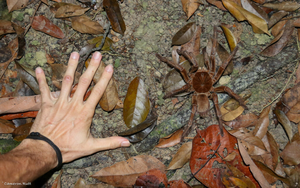 Tarántula Goliat (Theraphosa blondi). Créditos: Cameron Rutt.