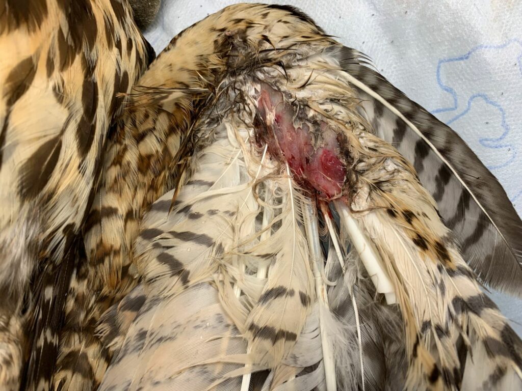 Peuco (Parabuteo unicinctus) herido por hilo de volantín. Créditos: Unidad de Rehabilitación de Fauna Silvestre (UFAS).