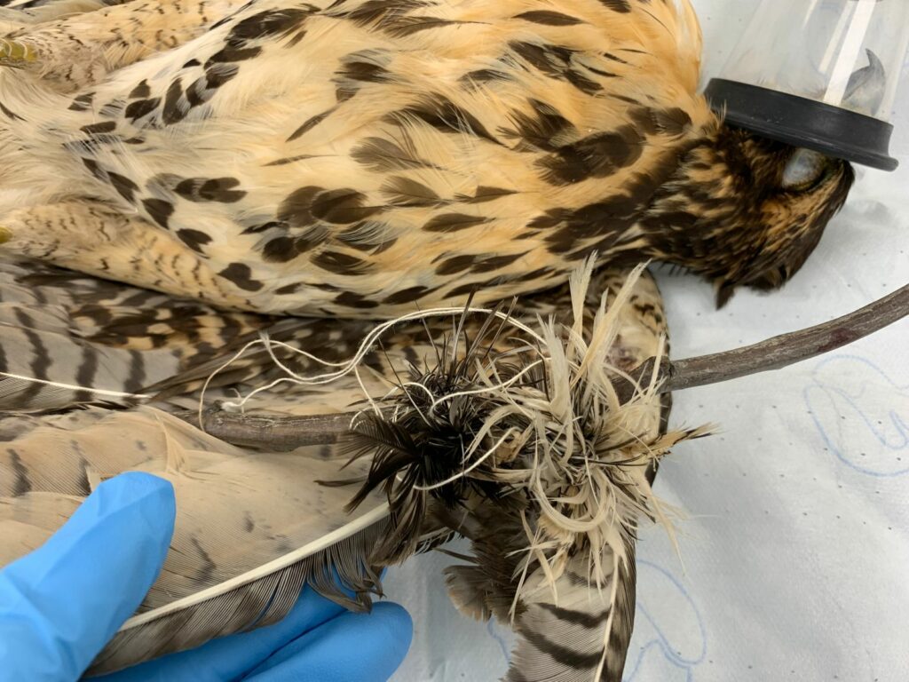 Peuco (Parabuteo unicinctus) herido por hilo de volantín. Créditos: Unidad de Rehabilitación de Fauna Silvestre (UFAS).