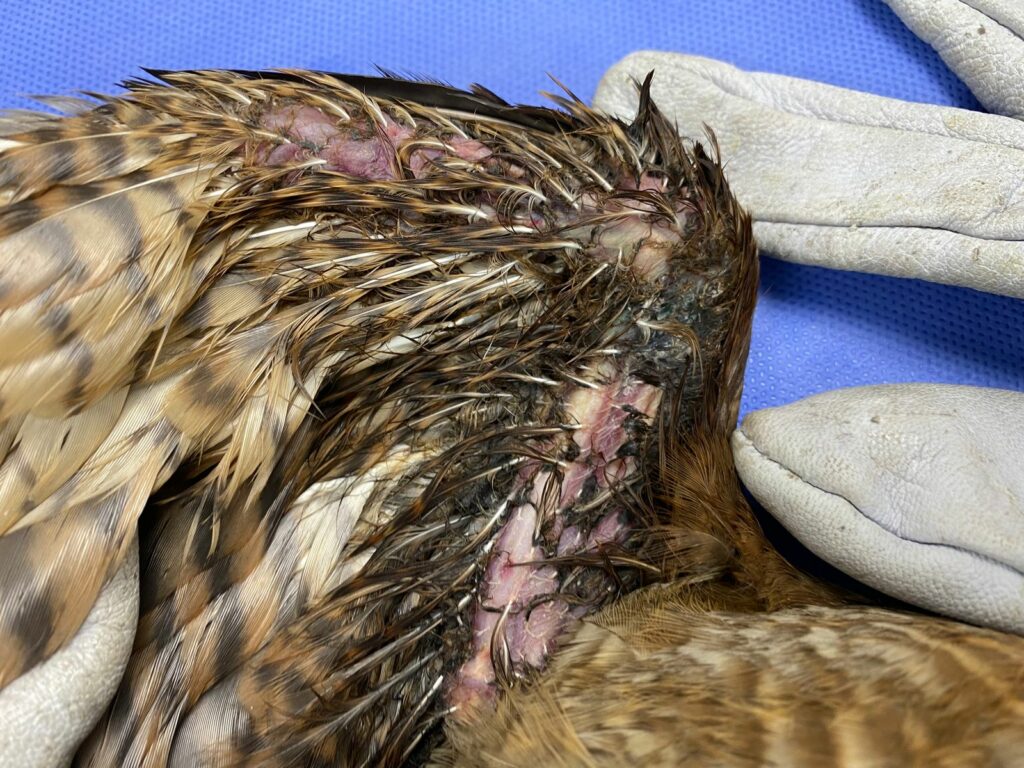 Peuco (Parabuteo unicinctus) herido por hilo de volantín. Créditos: Unidad de Rehabilitación de Fauna Silvestre (UFAS).