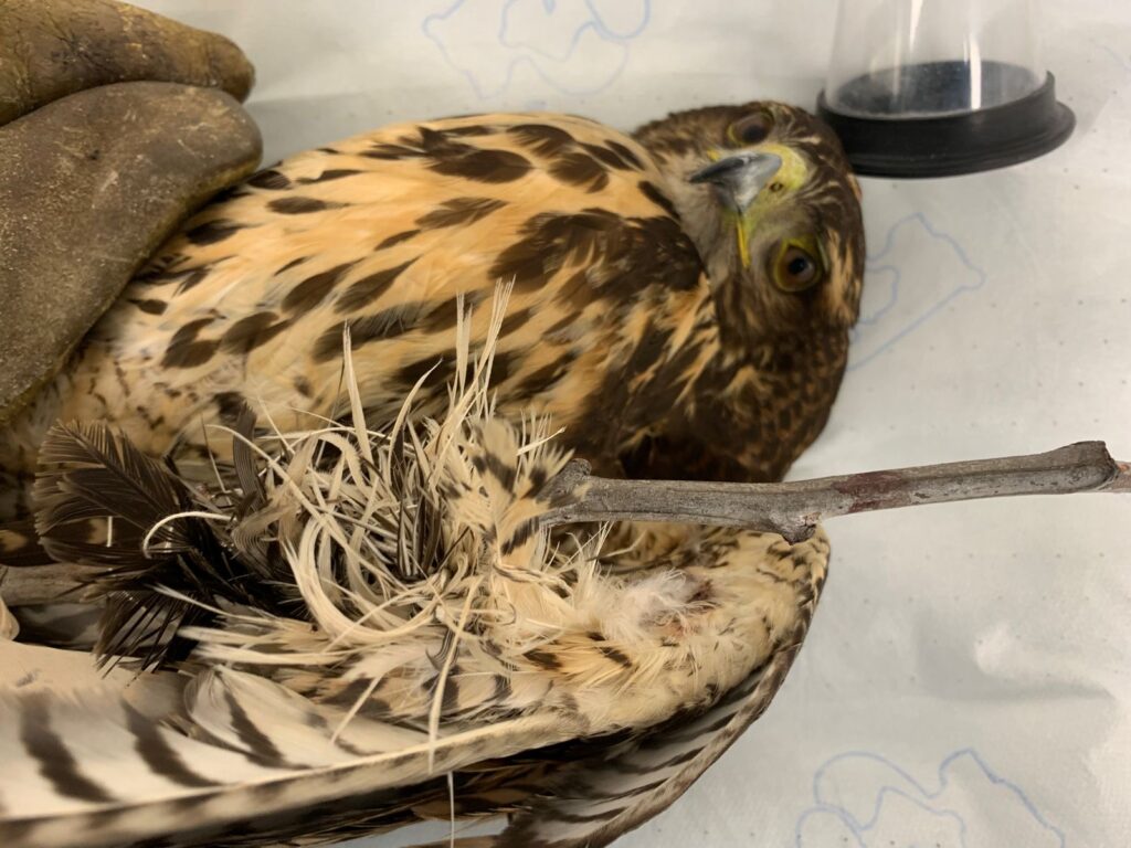 Peuco (Parabuteo unicinctus) herido por hilo de volantín. Créditos: Unidad de Rehabilitación de Fauna Silvestre (UFAS).