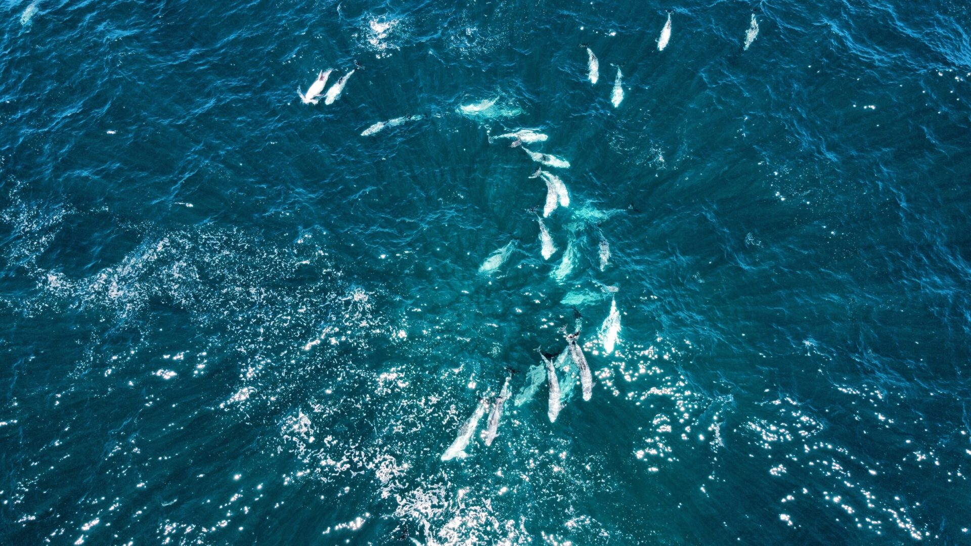 Empezó buscando una ballena jorobada: la historia de la bitácora ciudadana para el avistamiento de cetáceos en la Región de Valparaíso