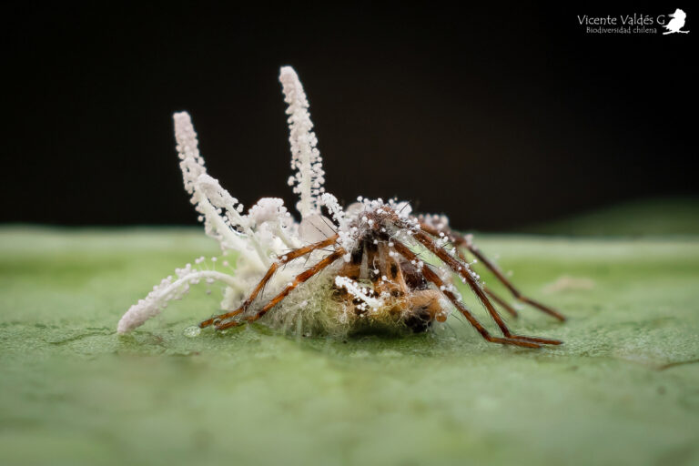 No todos generan zombis: el impresionante mundo de los hongos que ...
