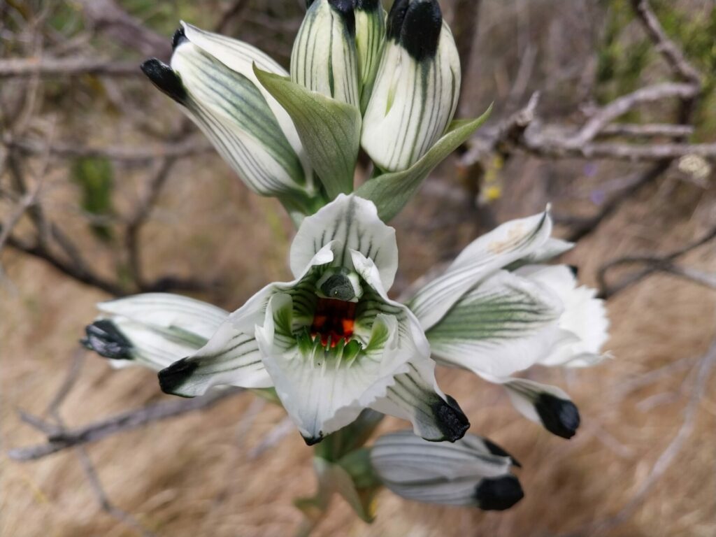 Chloraea bletiodes. Créditos: Cristian Atala.