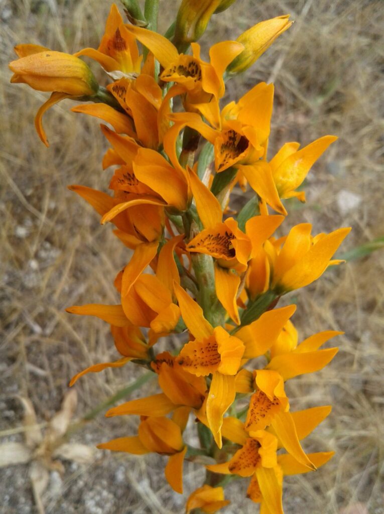 Chloraea chrysantha. Créditos: Cristian Atala.