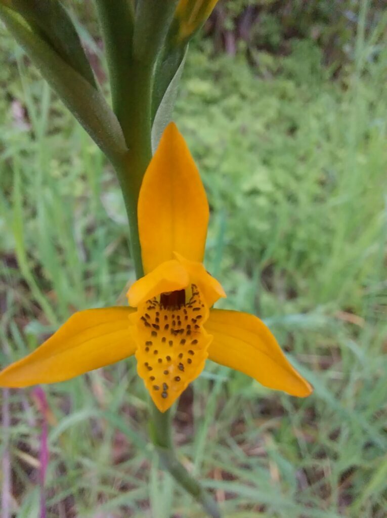 Chloraea chrysantha. Créditos: Cristian Atala.