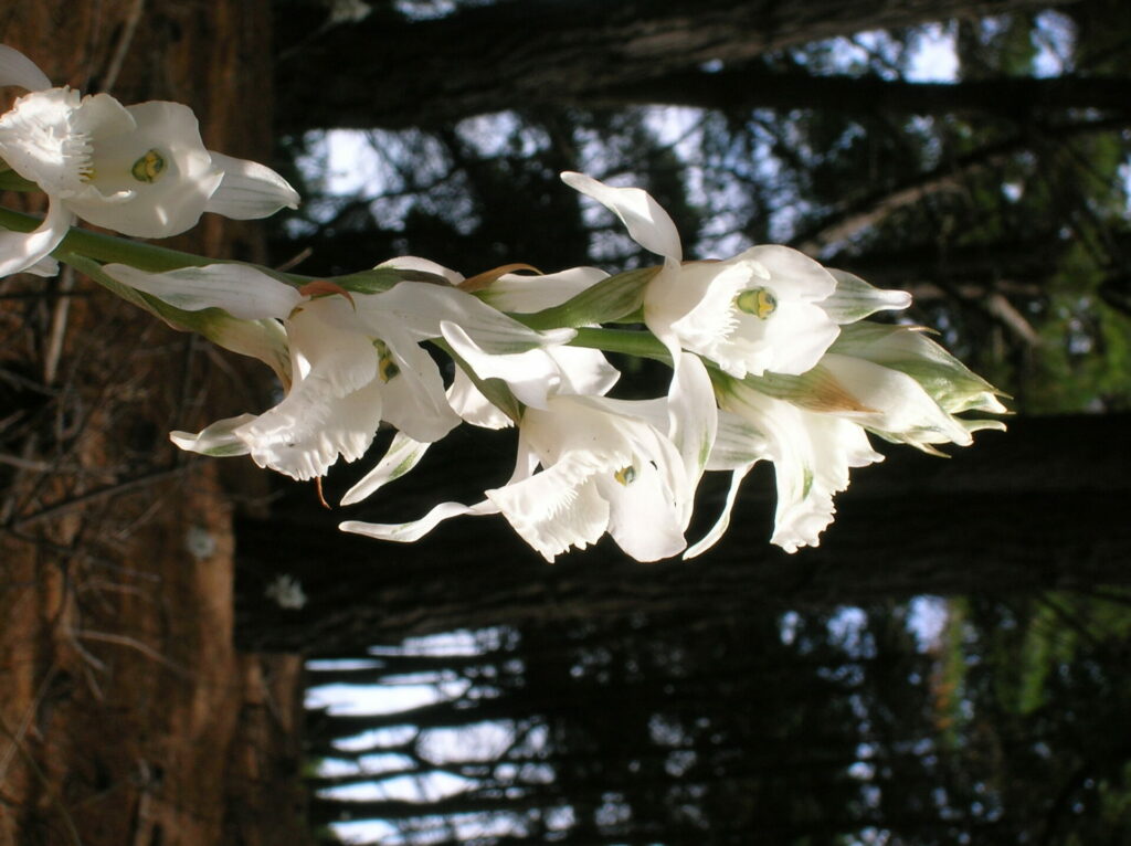 Chloraea crispa. Créditos: Diego Alarcón.