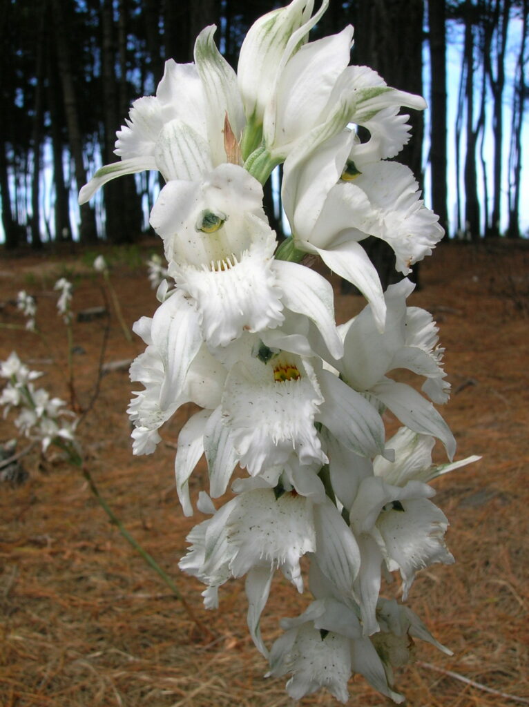 Chloraea crispa. Créditos: Diego Alarcón.