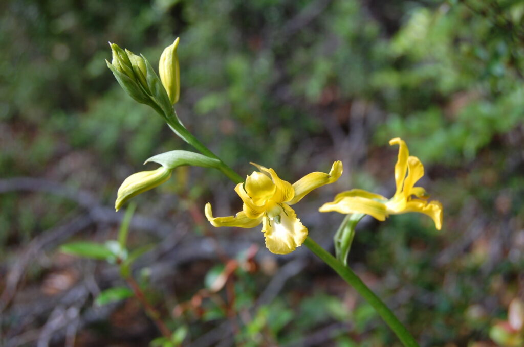 Chloraea cuneata. Créditos: Diego Alarcón.