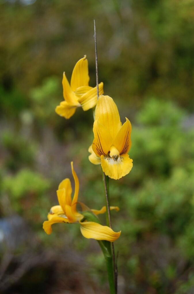 Chloraea cuneata. Créditos: Diego Alarcón.