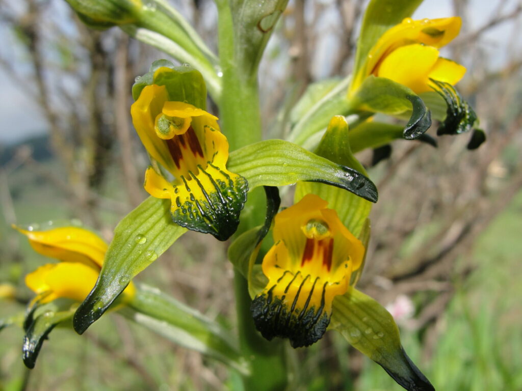 Chloraea disoides (flor del gallo). Créditos: Cristian Atala.