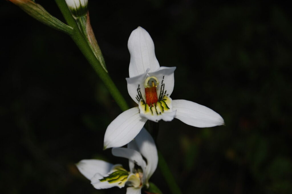 Chloraea longipetala. Créditos: Diego Alarcón.