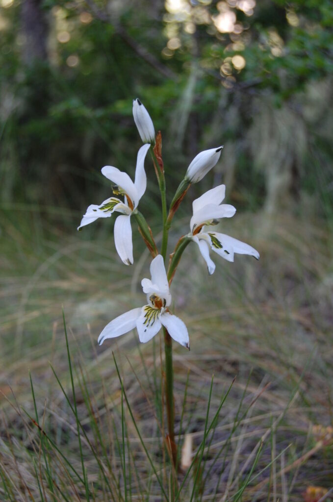 Chloraea longipetala. Créditos: Diego Alarcón.