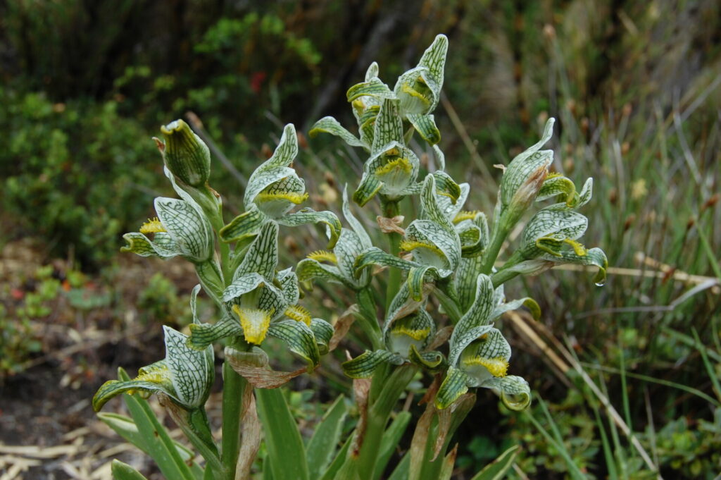 Chloraea magellanica. Créditos: Diego Alarcón.