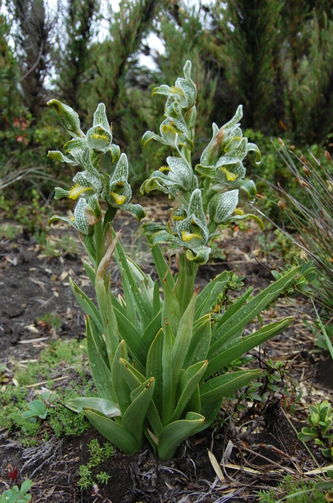 Chloraea magellanica. Créditos: Diego Alarcón.