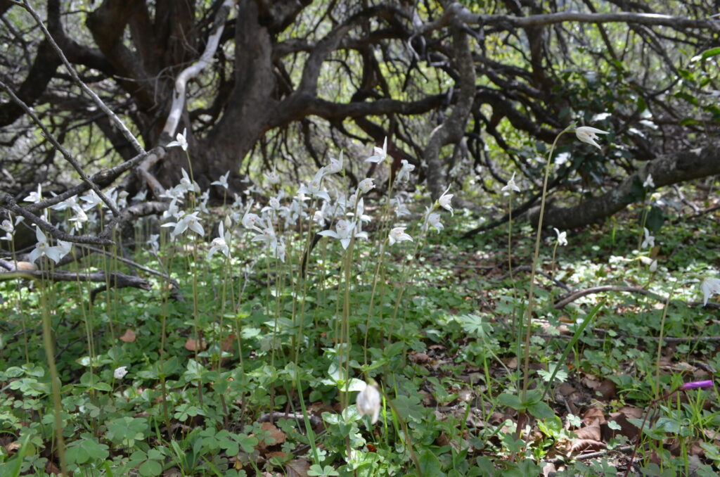 Codonorchis lessonii. Créditos: Diego Alarcón.