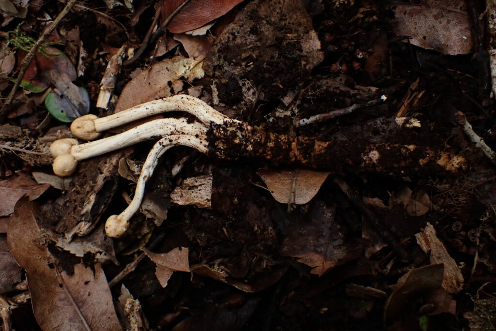 Cordyceps cuncunae. Créditos fotografía: Dinelly Soto.