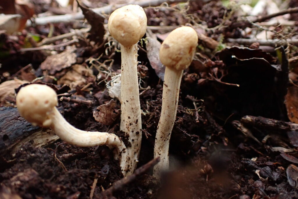 Cordyceps cuncunae. Créditos fotografía: Dinelly Soto.