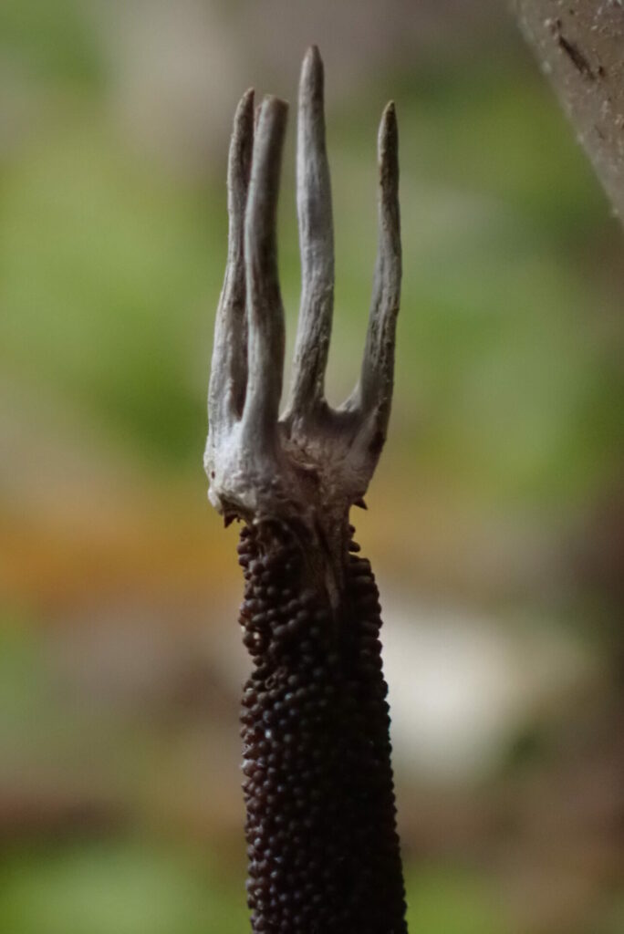 Cordyceps sp. Créditos Dinelly Soto