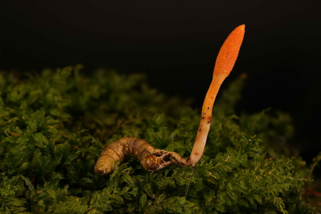 Cordyceps aff. militaris. Créditos de la fotografía: João Araújo.