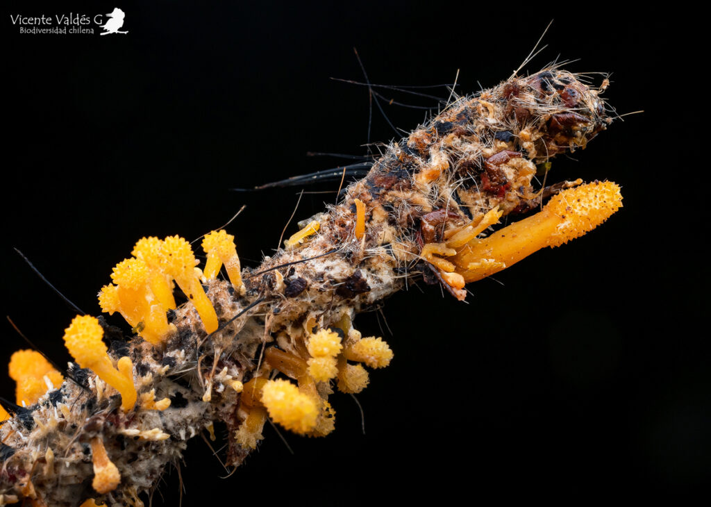 Cordyceps sp. Créditos fotografía: Vicente Valdés.