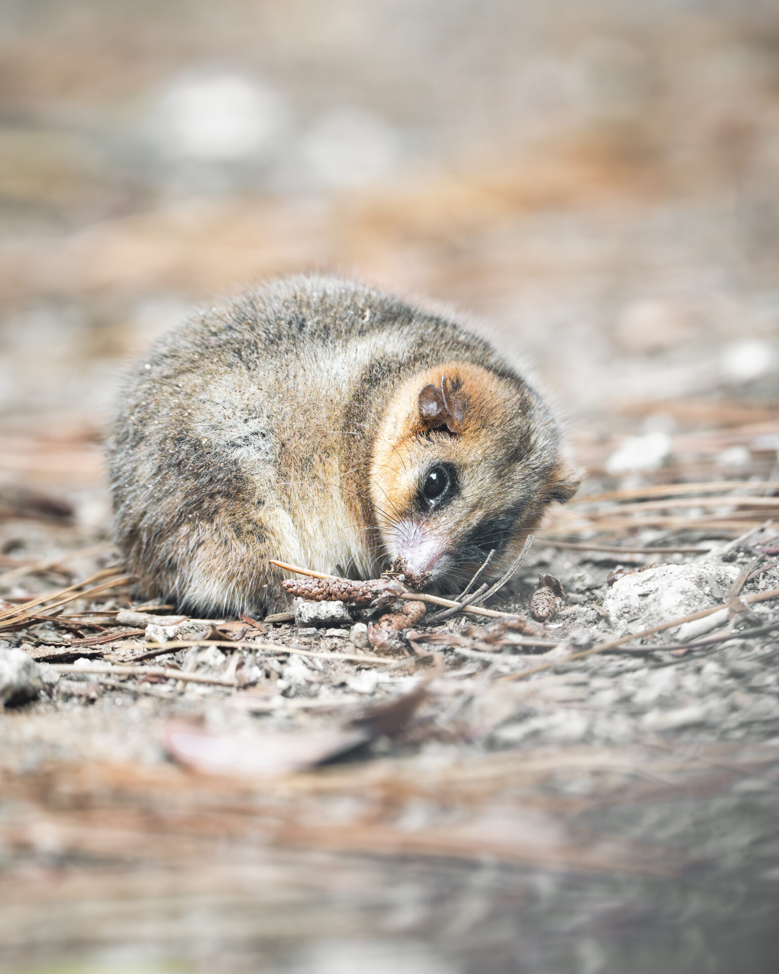 Bajo el lente moderno: retrato a tres talentos jóvenes de la fotografía de naturaleza