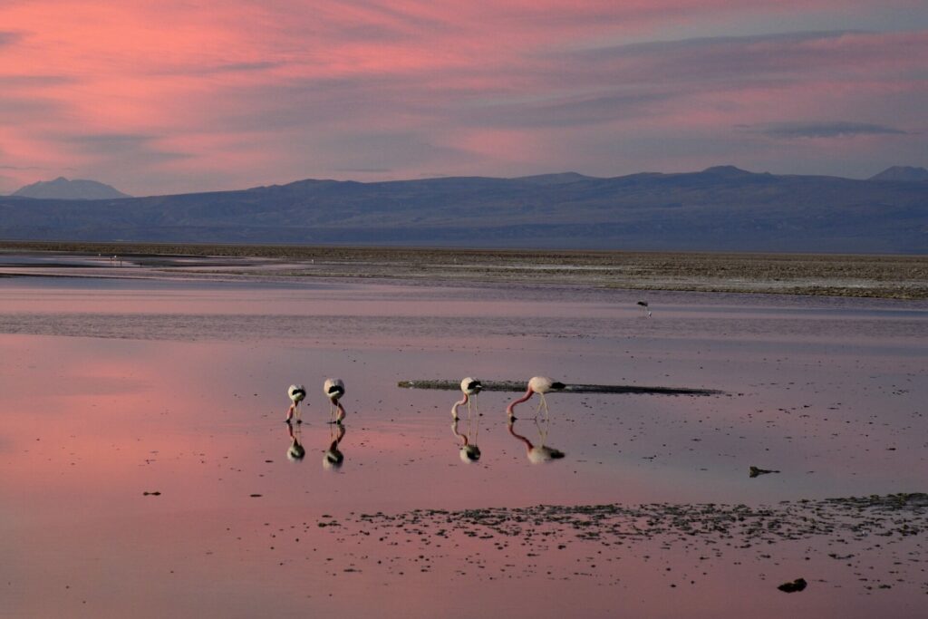 Desierto de Atacama. Créditos: Explora.