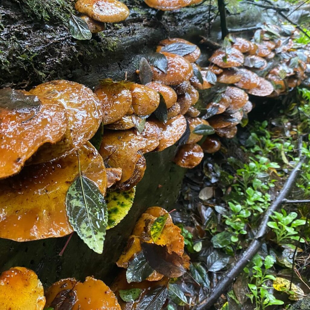 Diversidad de hongos en el Archipielago de Juan Fernández. Créditos: ©Active Ecotourism