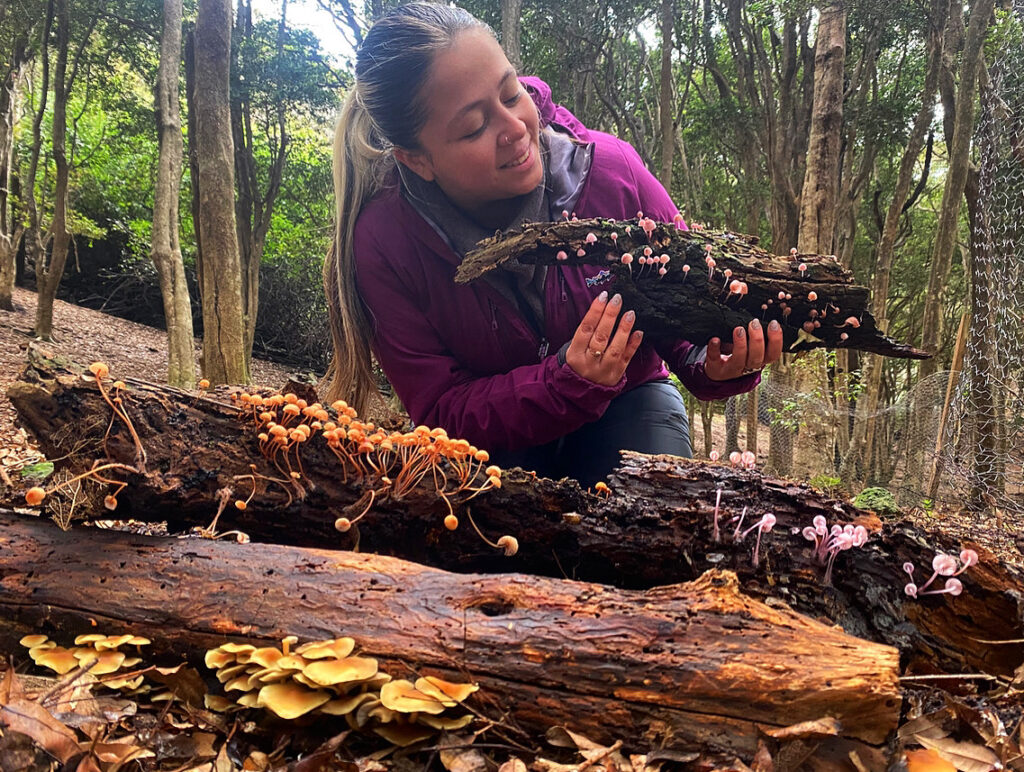 Diversidad de hongos en el Archipielago de Juan Fernández. Créditos: ©Active Ecotourism