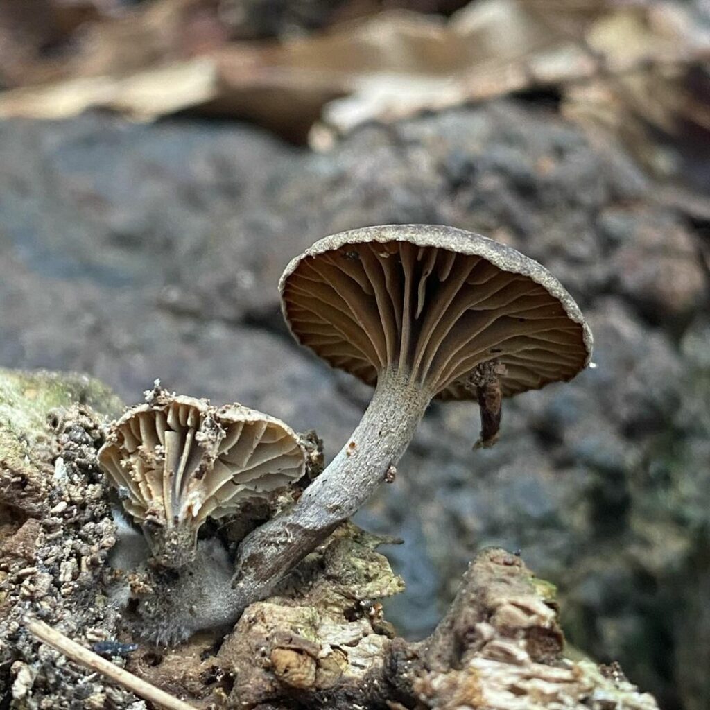 Diversidad de hongos en el Archipielago de Juan Fernández. Créditos: ©Active Ecotourism